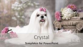  Presentation with grooming dog - Slide set having maltese-breed-dog background and a light gray colored foreground