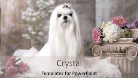  Presentation with grooming dog - PPT theme consisting of maltese-breed-dog background and a light gray colored foreground