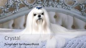  Presentation with grooming dog - PPT theme having maltese-breed-dog background and a light blue colored foreground