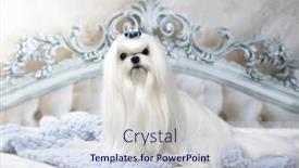  Presentation with grooming dog - Slide set having maltese-breed-dog background and a lemonade colored foreground