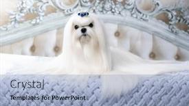  Presentation with grooming dog - PPT theme having maltese-breed-dog background and a light blue colored foreground