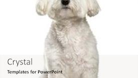  Presentation with old dog - PPT theme having maltese dog 2 years old sitting against white background background and a soft green colored foreground