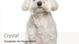  Presentation with old dog - Presentation design featuring maltese dog 2 years old sitting against white background background and a lemonade colored foreground