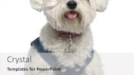  Presentation with old dog - PPT layouts featuring maltese dog 3 years old sitting in front of white background background and a light gray colored foreground