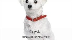  Presentation with old butcher shop - Beautiful PPT theme featuring maltese dog bichon 4 years old sitting in front of white background studio shot backdrop and a white colored foreground