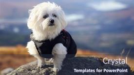  Presentation with mountain lake - Cool new PPT theme with maltese-dog-hill-walking-sitting backdrop and a tawny brown colored foreground