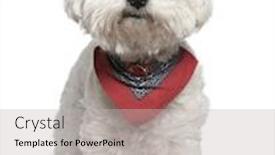  Presentation with old dog - Audience pleasing PPT layouts consisting of maltese dog in handkerchief 3 years old standing in front of white background backdrop and a light gray colored foreground