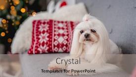  Presentation with dog christmas - Audience pleasing presentation theme consisting of maltese-dog-next-to-illuminated backdrop and a mint green colored foreground