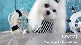  Presentation with dog - Slide deck having maltese dog background and a gray colored foreground