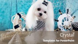  Presentation with marine - Audience pleasing presentation theme consisting of maltese-lapdog-in-a-sailor backdrop and a gray colored foreground