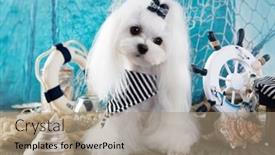  Presentation with marine - Audience pleasing slide deck consisting of maltese-lapdog-in-a-sailor backdrop and a coral colored foreground