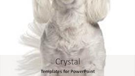  Presentation with nose - Slide deck featuring maltese licking her nose 3 years old in front of white background background and a light gray colored foreground