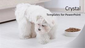  Presentation with dog food - Amazing theme having maltese refusing eating his food backdrop and a light gray colored foreground