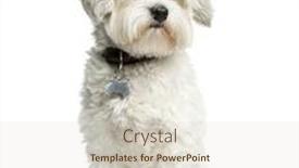  Presentation with maroon and white - PPT theme enhanced with maltese-sitting-in-front background and a lemonade colored foreground