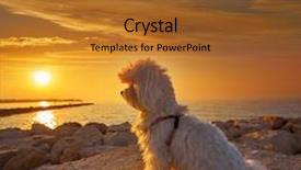 Presentation with sunset beach - Colorful PPT theme enhanced with maltichon pet dog relaxed looking backdrop and a red colored foreground