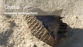  Presentation with sand - Audience pleasing slide set consisting of mammoth tooth on a sand background it was found in north-eastern poland backdrop and a coral colored foreground