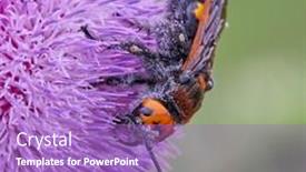  Presentation with purple - Presentation theme featuring mammoth-wasp-megascolia-maculata-scola background and a light blue colored foreground