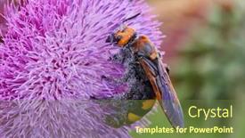  Presentation with mammoth ca - PPT theme featuring mammoth-wasp-megascolia-maculata-scola background and a  colored foreground