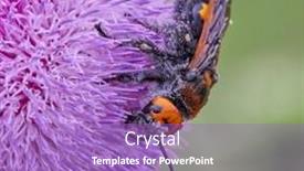  Presentation with purple - Presentation theme with mammoth-wasp-megascolia-maculata-scola background and a light blue colored foreground