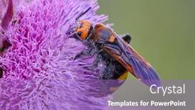  Presentation with purple - PPT theme consisting of mammoth-wasp-megascolia-maculata-scola background and a light blue colored foreground