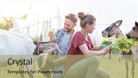  Presentation with grass - Presentation enhanced with man and woman feeding goats background and a mint green colored foreground