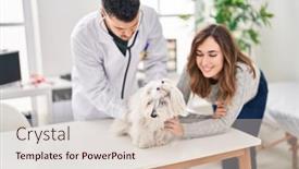  Presentation with veterinary - PPT theme with man-and-woman-veterinarian-auscultating background and a soft green colored foreground