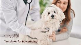  Presentation with veterinary - Presentation theme with man-and-woman-veterinarian-auscultating background and a lemonade colored foreground