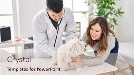  Presentation with veterinary - Theme featuring man-and-woman-veterinarian-auscultating background and a lemonade colored foreground