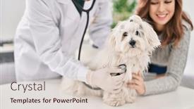  Presentation with veterinary - Presentation theme enhanced with man-and-woman-veterinarian-auscultating background and a lemonade colored foreground