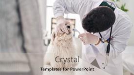  Presentation with veterinary - Slide deck featuring man-and-woman-veterinarian-cleaning background and a soft green colored foreground