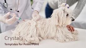  Presentation with veterinary - PPT theme consisting of man-and-woman-veterinarian-vaccinating background and a lemonade colored foreground