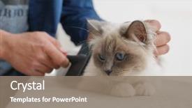  Presentation with pet - Cool new slide set with man brushing pet sacred birman backdrop and a gray colored foreground
