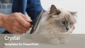  Presentation with pet - Beautiful presentation theme featuring man brushing pet sacred birman backdrop and a gray colored foreground