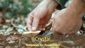  Presentation with mushrooms - Slides consisting of man-cut-mushrooms-growing background and a tawny brown colored foreground