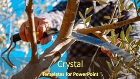  Presentation with olive branch - Slide deck consisting of man-cuts-a-branch background and a  colored foreground