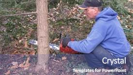  Presentation with tree - Presentation theme having forestry worker - man cutting hemlock tree background and a  colored foreground