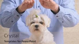  Presentation with reiki - Slide deck with man-doing-reiki-therapy background and a coral colored foreground