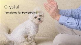  Presentation with reiki - Audience pleasing slide deck consisting of man-doing-reiki-therapy backdrop and a lemonade colored foreground