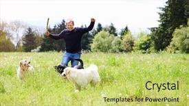  Presentation with walk - Cool new PPT theme with man exercising dogs on countryside backdrop and a yellow colored foreground