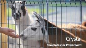  Presentation with animal shelter - PPT layouts with concept of volunteering at animal background and a tawny brown colored foreground