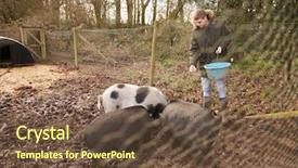  Presentation with pig - Presentation theme consisting of man feeding pigs in a pig pen shot through wire fence background and a tawny brown colored foreground