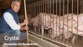  Presentation with pig farm - Cool new PPT theme with man feeding pigs backdrop and a violet colored foreground