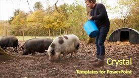  Presentation with pig - Presentation having man feeding rare breed pig background and a tawny brown colored foreground