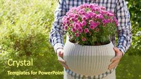  Presentation with hand holding flowers - Audience pleasing PPT theme consisting of man gardener holding chrysanthemum flowers backdrop and a tawny brown colored foreground