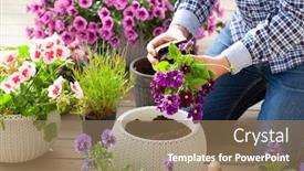  Presentation with pansy - Presentation consisting of man-gardener-planting-pansy-lavender background and a coral colored foreground