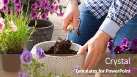  Presentation with lavender flowers - Colorful presentation enhanced with man-gardener-planting-pansy-lavender backdrop and a coral colored foreground