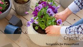  Presentation with pansy - Slide set featuring man-gardener-planting-pansy-lavender background and a coral colored foreground