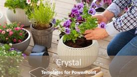  Presentation with lavender flowers - Cool new slide deck with man-gardener-planting-pansy-lavender backdrop and a coral colored foreground