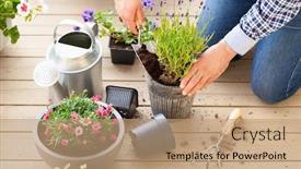  Presentation with pansy - Amazing slide set having man-gardener-planting-pansy-lavender backdrop and a coral colored foreground