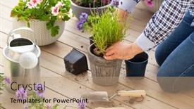  Presentation with pansy - Amazing presentation having man-gardener-planting-pansy-lavender backdrop and a coral colored foreground